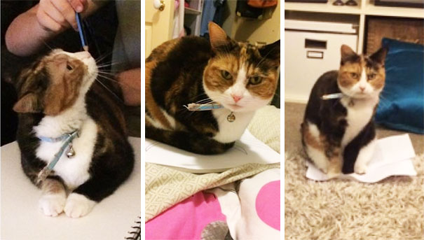 My Cats Favorite Place To Sleep Is On Important Paperwork