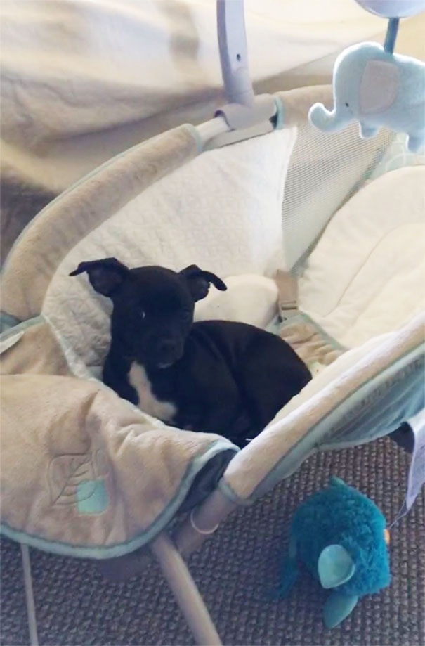 He Would Growl At Me When I Would Try To Take Him Out Of The Baby's Bassinet