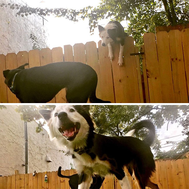 My Daycare Extended The Fences To Keep Me From Jumping Them- Didn't Work