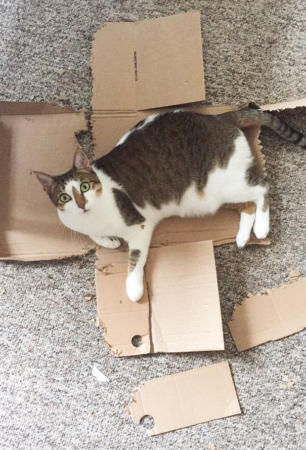 My Cat Is Very Proud Of Herself For Destroying This Shoebox
