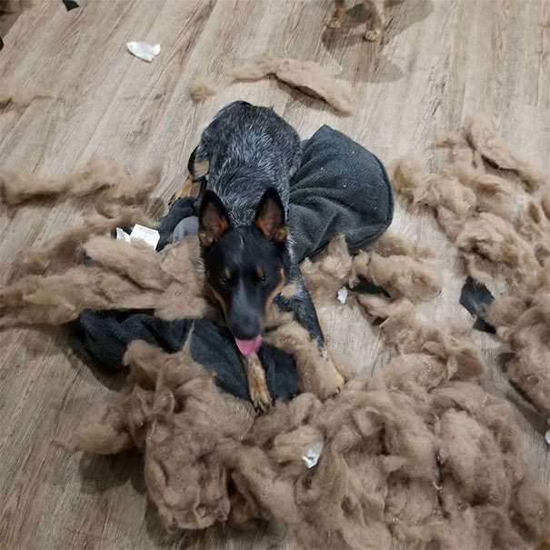 The Puppy Has Murdered 3 Dog Beds In A Month. My 18-Year-Old Dog Is Not Happy With Him