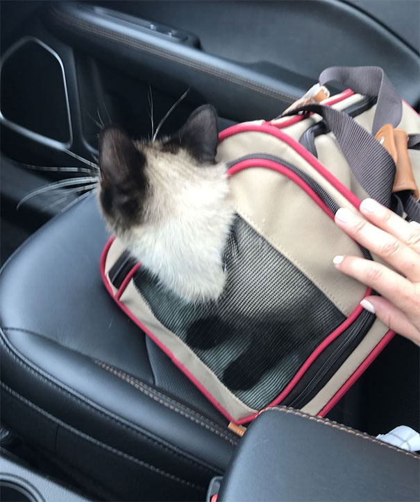 There Goes The New Carrier…