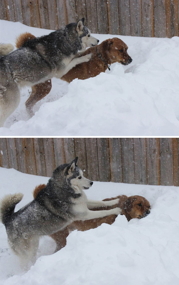 My Dog Is An Asshole