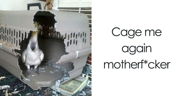 Share Pictures Of Your Pets Being Jerks