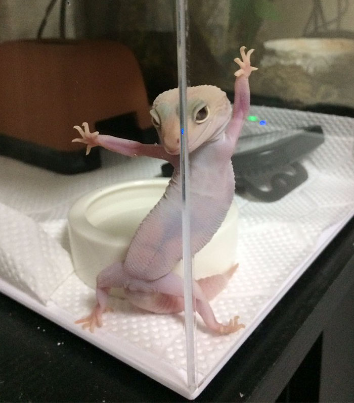 funny-photogenic-gecko-photoshop-battle-700