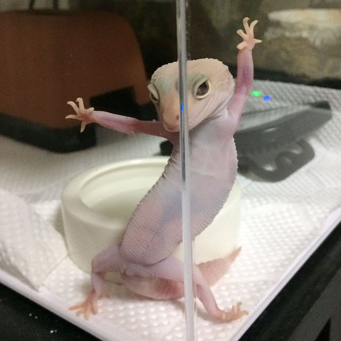 Este geko ridículamente fotogénico inspira una divertida batalla de Photoshop (¡añade tu imagen!)