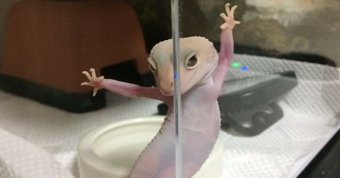 Ridiculously Photogenic Gecko Inspires Photoshop Battle, And It’s Hilarious (Add Yours!)