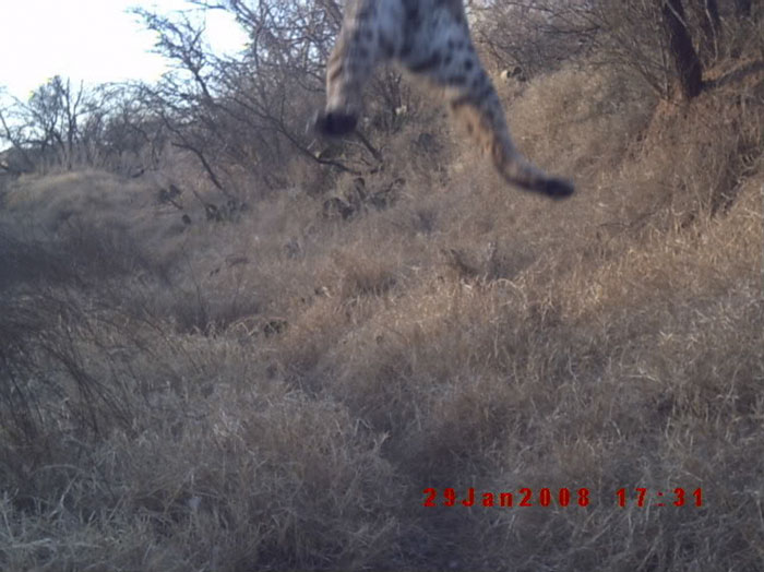 Bobcat In Flight