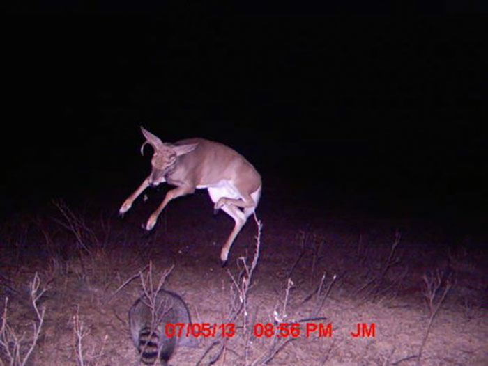 Don’t Test Me Mr. Raccoon, I Know Kung Fu