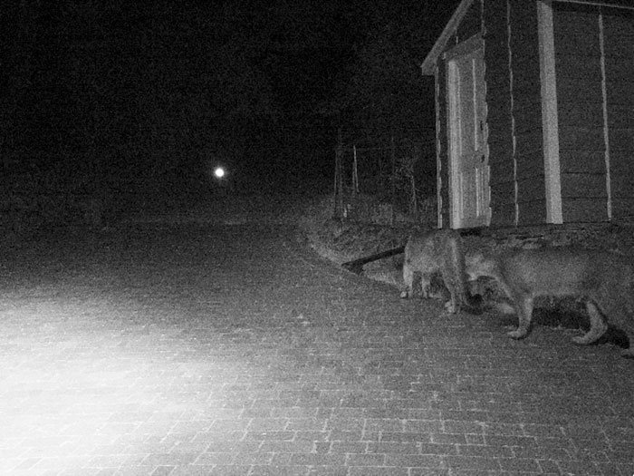 My Parents Were Having Deer Blood And Parts Appearing In Their Yard. They Set Up A Night Camera And Found A Few New Friends