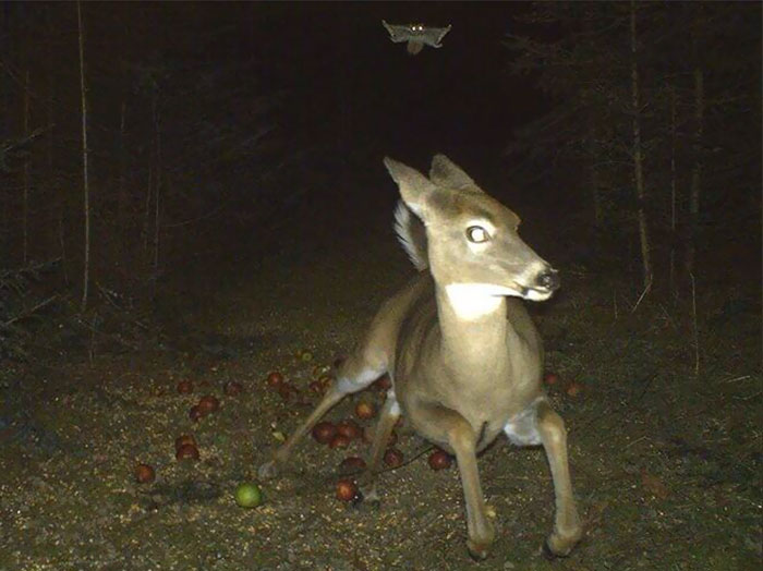 10+ Cámaras ocultas que muestran lo que los animales hacen cuando no los vemos