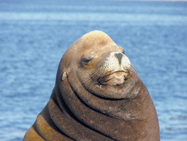 This Aloof Sea Lion