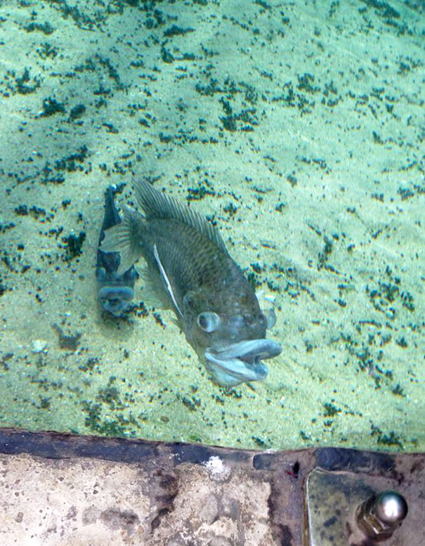 I Went To The Zoo Yesterday And Got In A Staring Contest With A Retarded Fish
