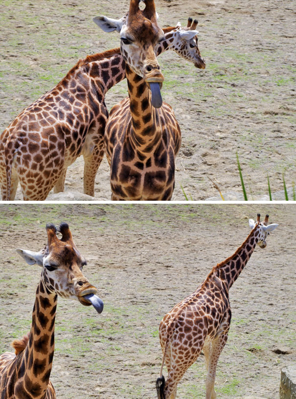 Giraffes Are Derpy
