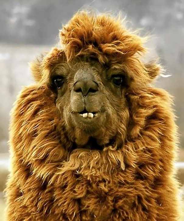 Driver's Licence Photo