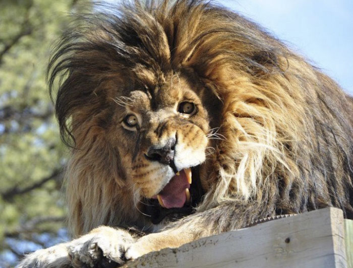 40 Hilariously Unphotogenic Animals That You Will Feel Guilty For Laughing At