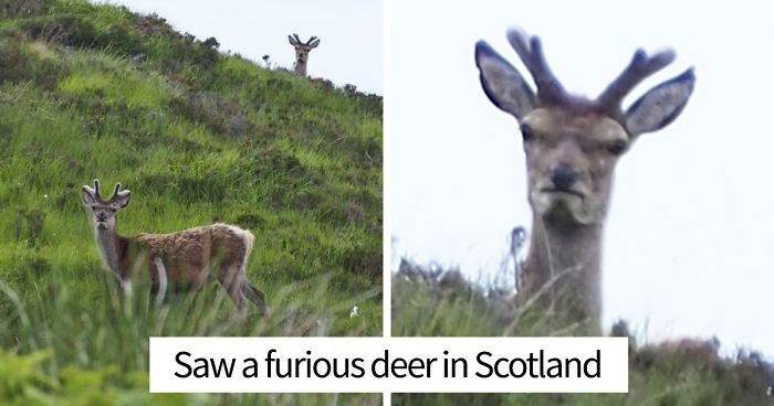 40 Hilariously Unphotogenic Animals That You Will Feel Guilty For Laughing At