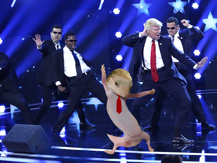 Dancing Geiko Trumph