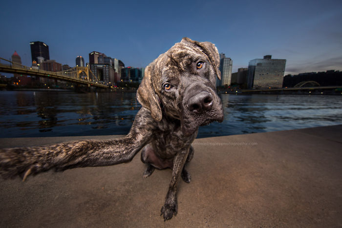 These Dogs Have Mastered The Art Of The Selfie