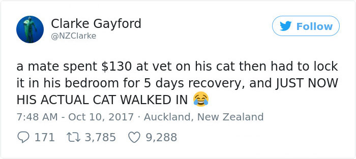 Man Accidentally Kidnaps Neighbour's Cat Thinking It Was His, And It Escalates Hilariously