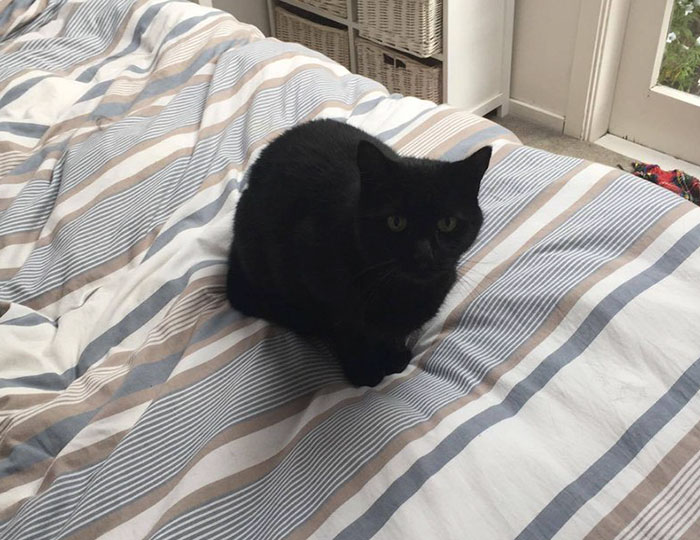 Man Accidentally Kidnaps Neighbour's Cat Thinking It Was His, And It Escalates Hilariously Man Accidentally Kidnaps Neighbour's Cat Thinking It Was His, And It Escalates Hilariously