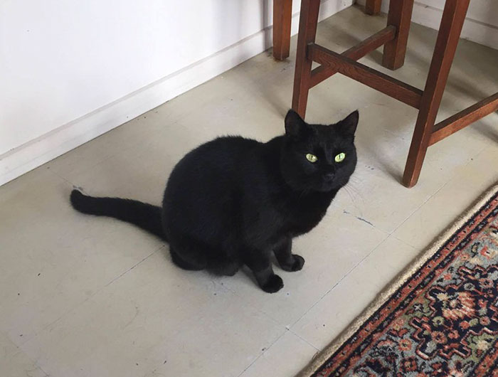 Man Accidentally Kidnaps Neighbour’s Cat Thinking It Was His, And It Escalates Hilariously