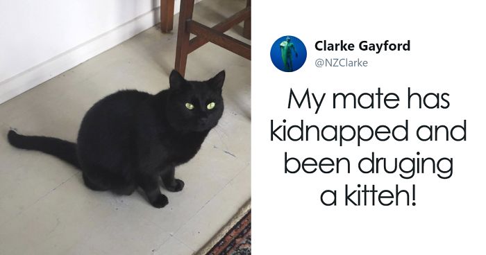 Man Accidentally Kidnaps Neighbour’s Cat Thinking It Was His, And It Escalates Hilariously