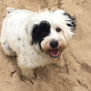 teddybluebell_4 avatar