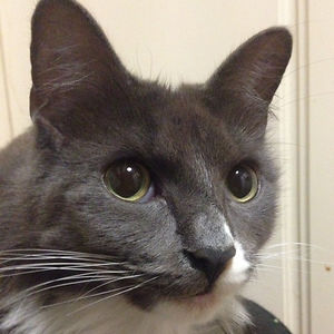 antonella1_rebello avatar