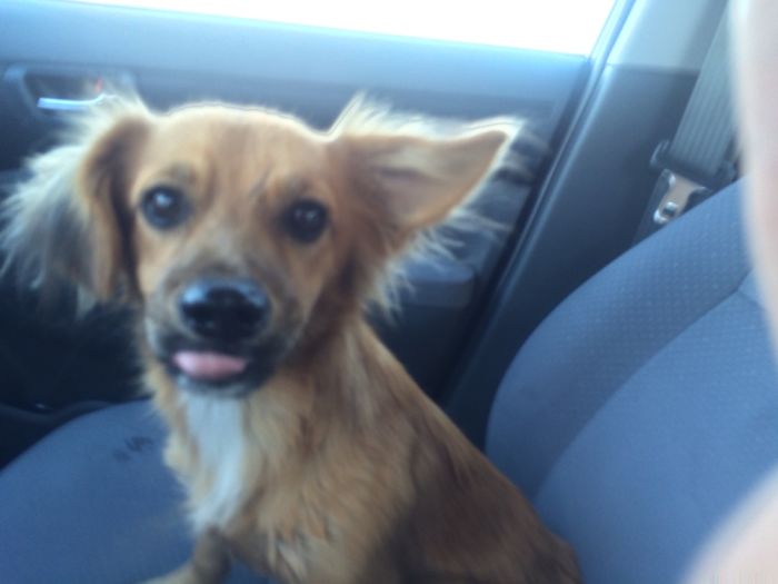 Someone Tossed This Little Guy In The Desert. Thank Goodness I Picked Him Up.