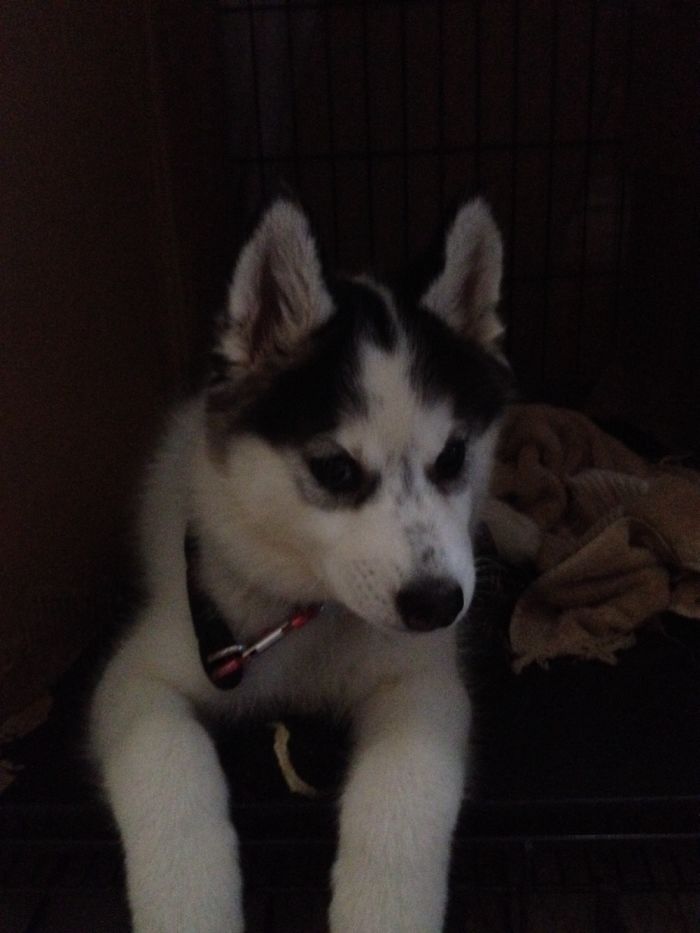 Nyx's First Night Home!!!