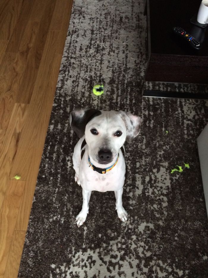 I Destroyed All My New Toys In The First Few Minutes In My New Home (2014)! I'm Better Now 