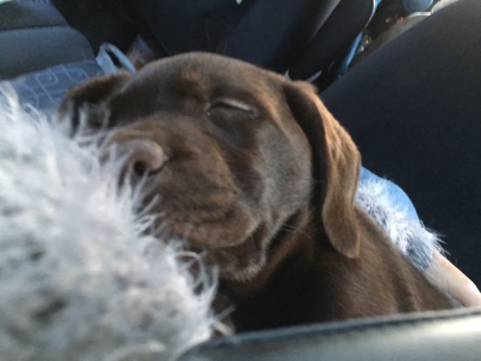 Driving Home With Olaf In My Lap