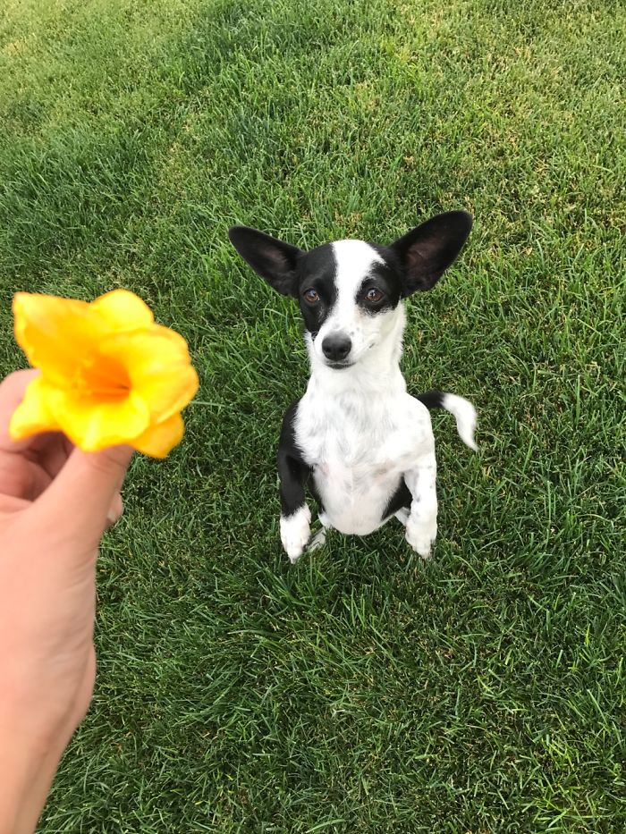 First Picture Lf This Silly Doggo