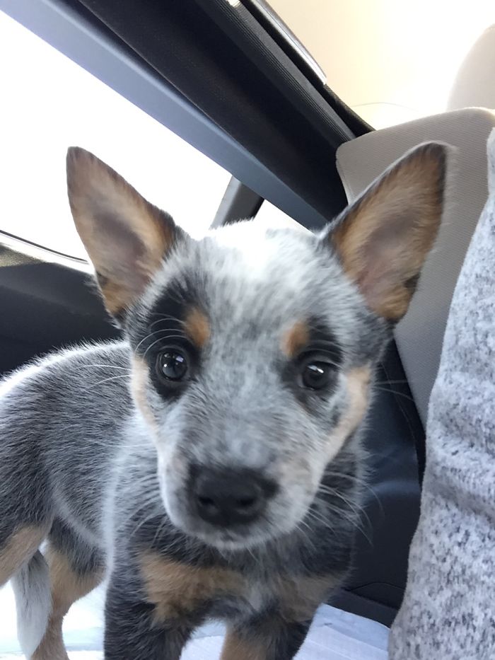 Newt Comes Home, 8 Weeks Old January 18, 2017
