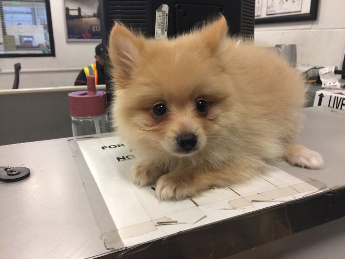 The Very First Moment At The Airport, Picking Up This Little Stud, Who Stole My Heart 🐶🐾