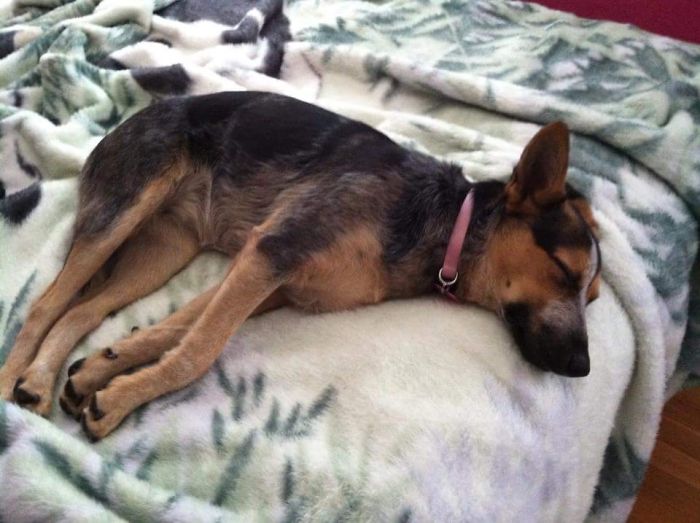 7 Month Old Queensland Heeler Cayote At The Time. She's Now 4 And My Best Friend.