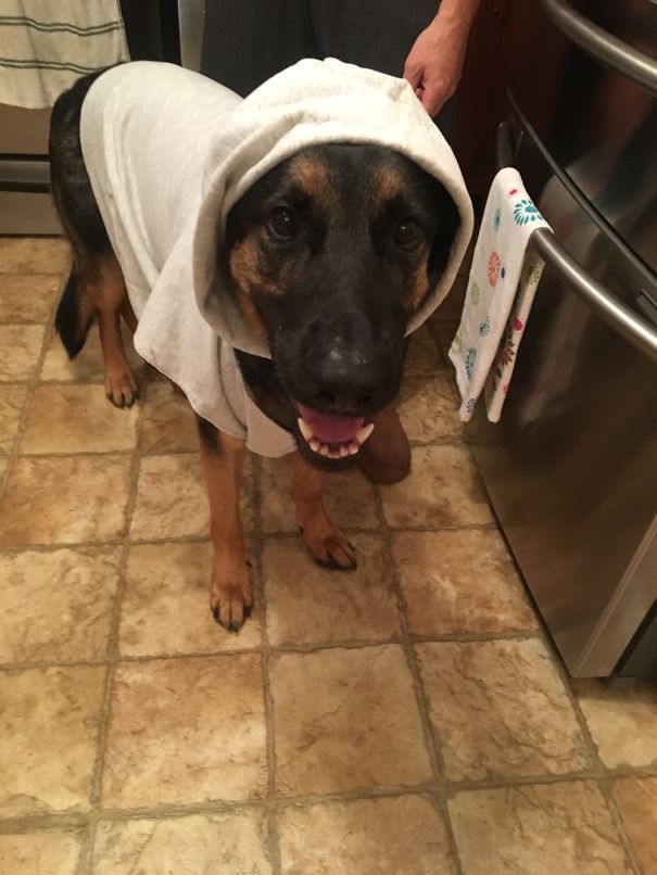 My 3 Year Old Dog In His Awkward Phase- Posted With Permission