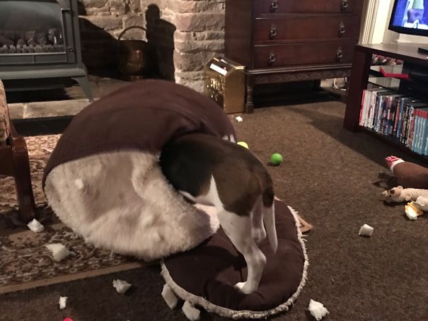 5 Minutes After Giving Him His New Bed