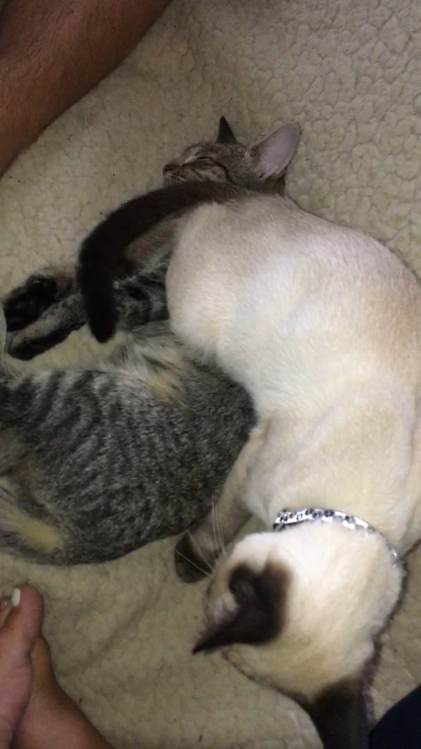 Sitting On Her Sis...