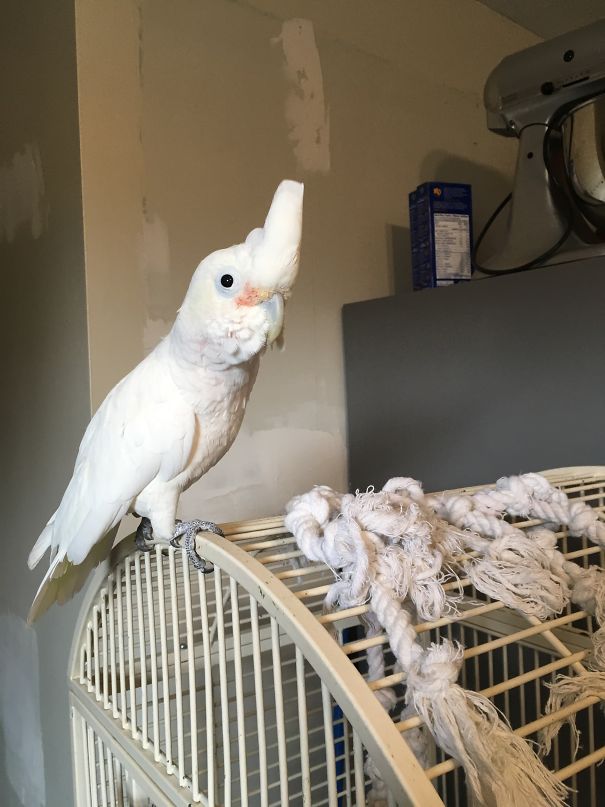 Patch It Up Again Mofo! I’ll Just Chew Another Hole In The Nice Clean Wall