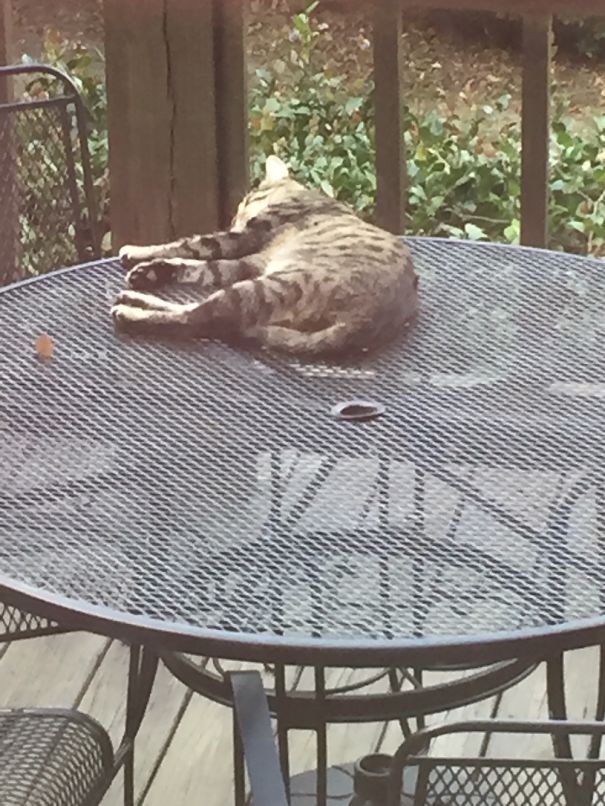 No Pets Allowed On The Table