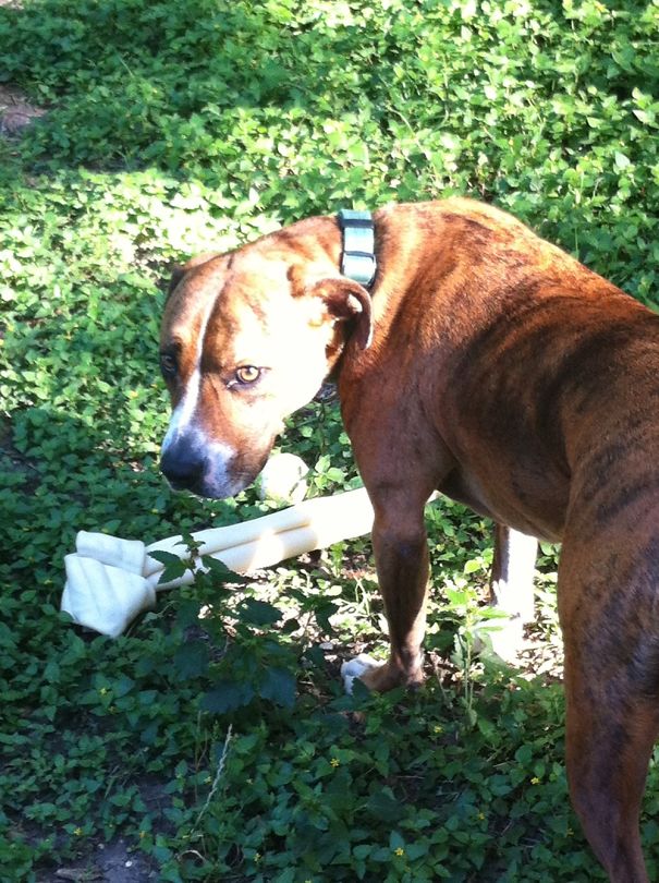 Stay Away From My Bone B.