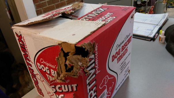 Dog’s 1st Day Of Doggy Daycare. Box On 3rd Shelf-0, 20# Terrier- 1.