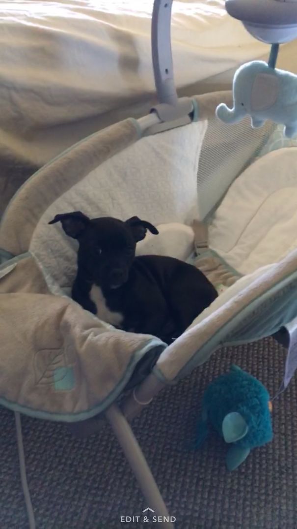 He Would Growl At Me When I Would Try To Take Him Out Of The Baby's Bassinet.