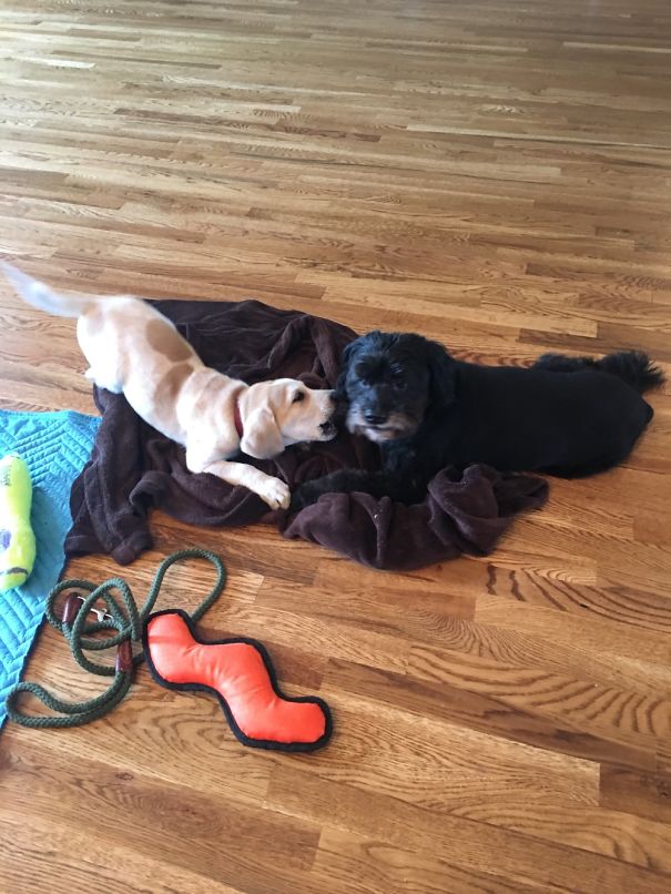 What Could Be More Fun Than Annoying Your Big Brother?