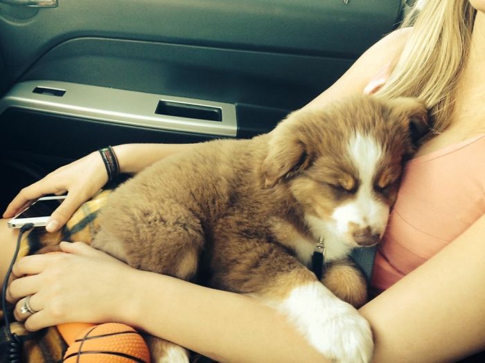 Rumble. Our Little Buffalo.