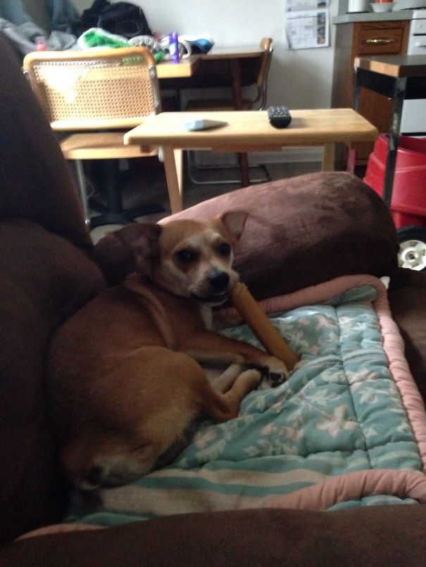 Grandma Thinks This Is Her Chair But It's Really Mine And I Make It Slimy With My Bone