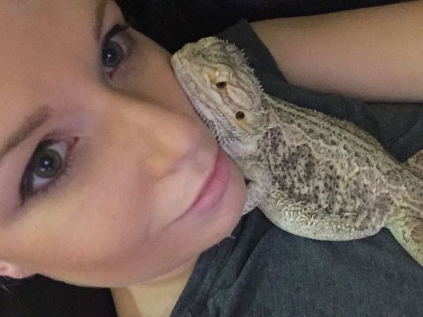 My Bearded Dragon Has Always Assumed My Face Was A Pillow.