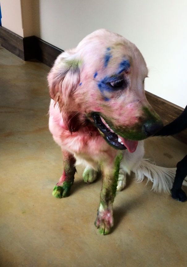 I'm Sick Of You Ignoring Me To Paint So I Ate Your Paint Set.